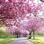 Garden flat close to Greenwich Park