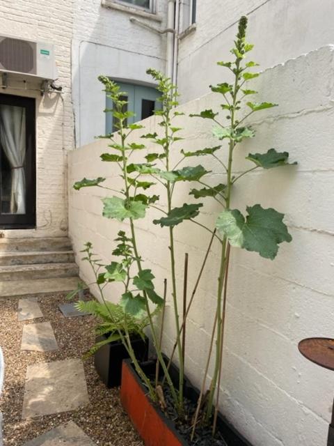 Apartamento Joivy Cozy 1 Bed Flat With Garden In North Kensington