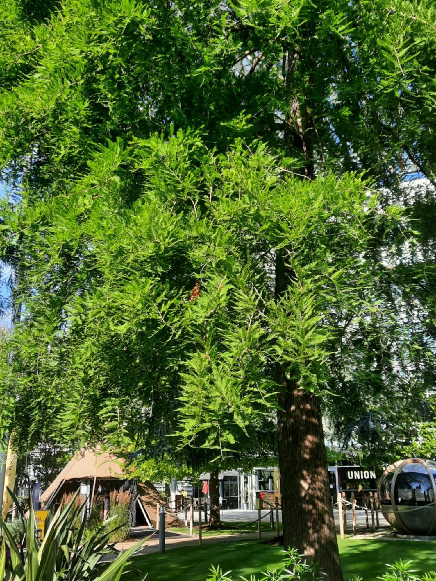 Amara Nomad 2 * Londres