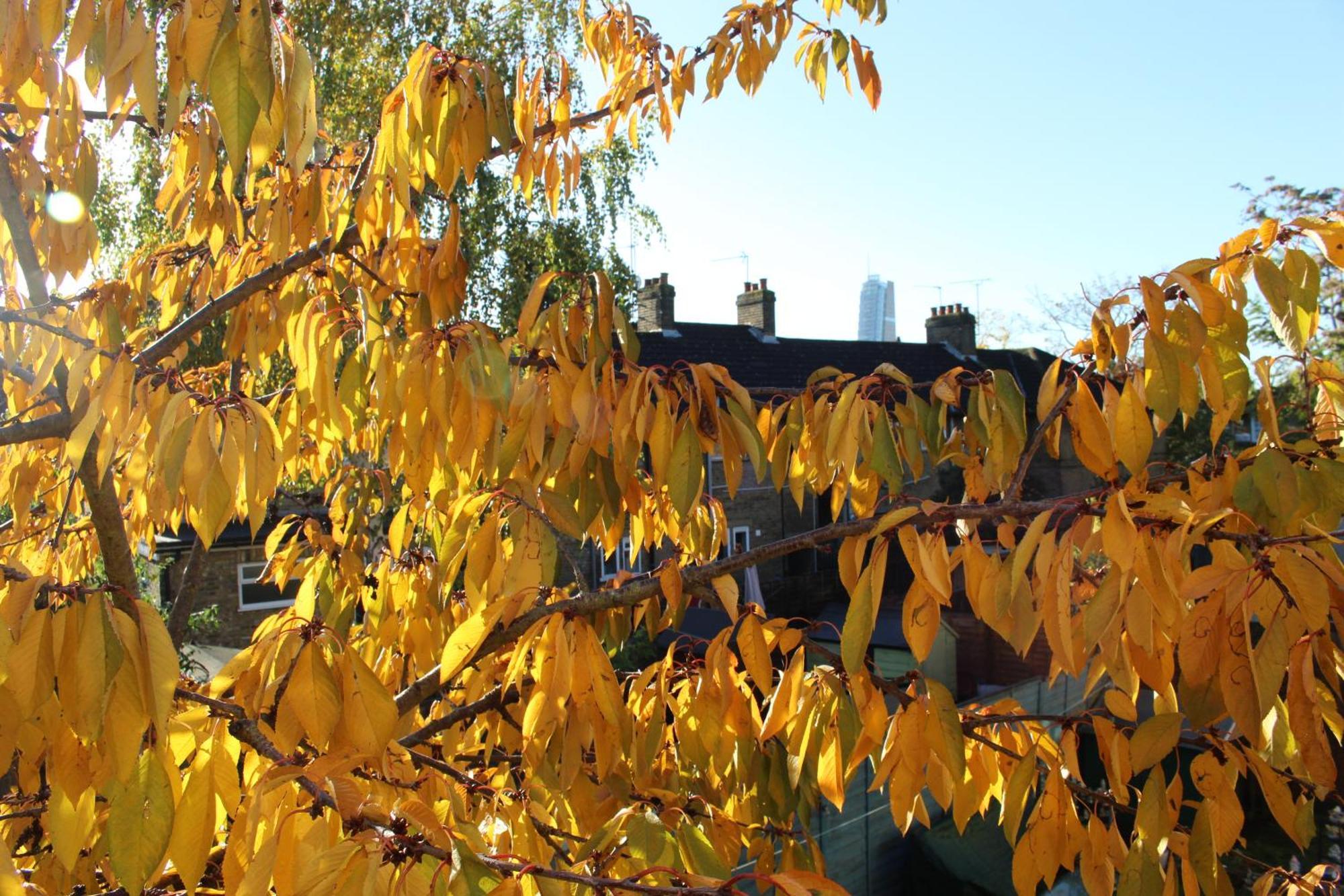 Сasa de vacaciones Leafy Notting Hill Londres