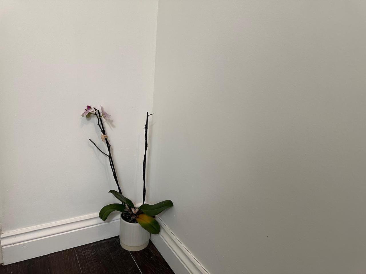 Stylish 1br W Fireplace & High-speed Wifi Appartement