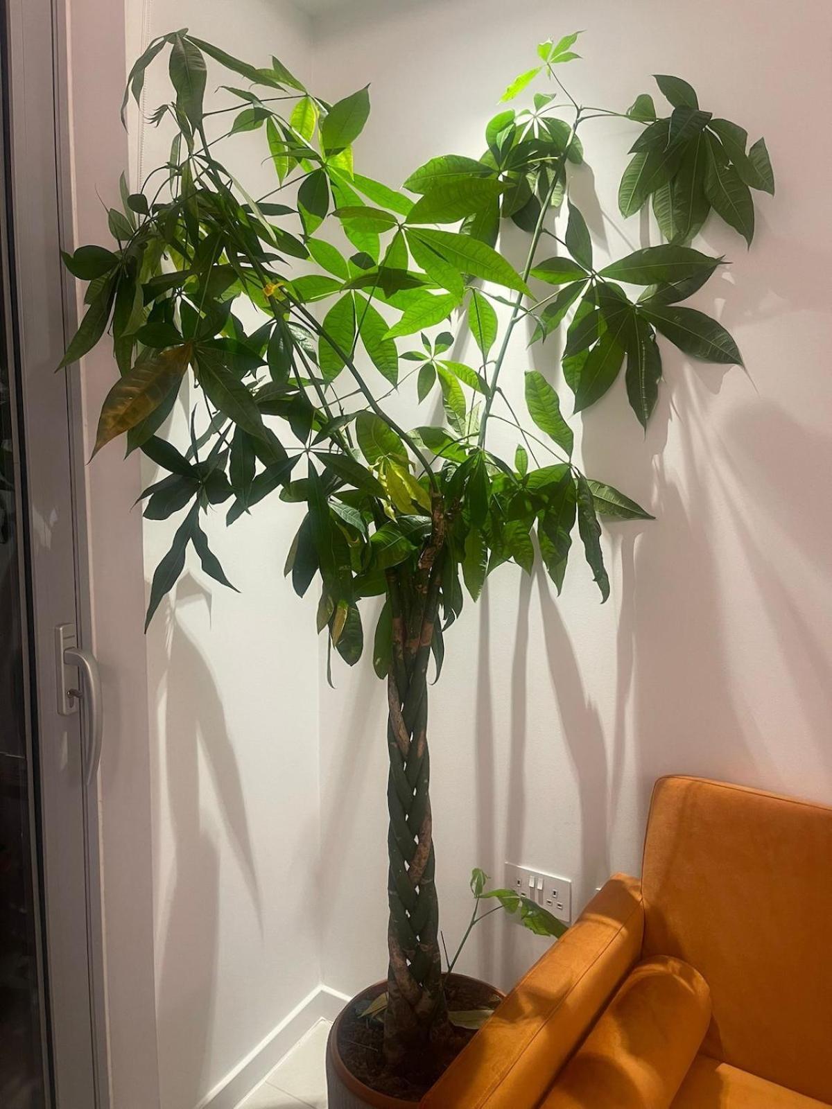 Luxury 1 Bedroom In Apartamento Londres