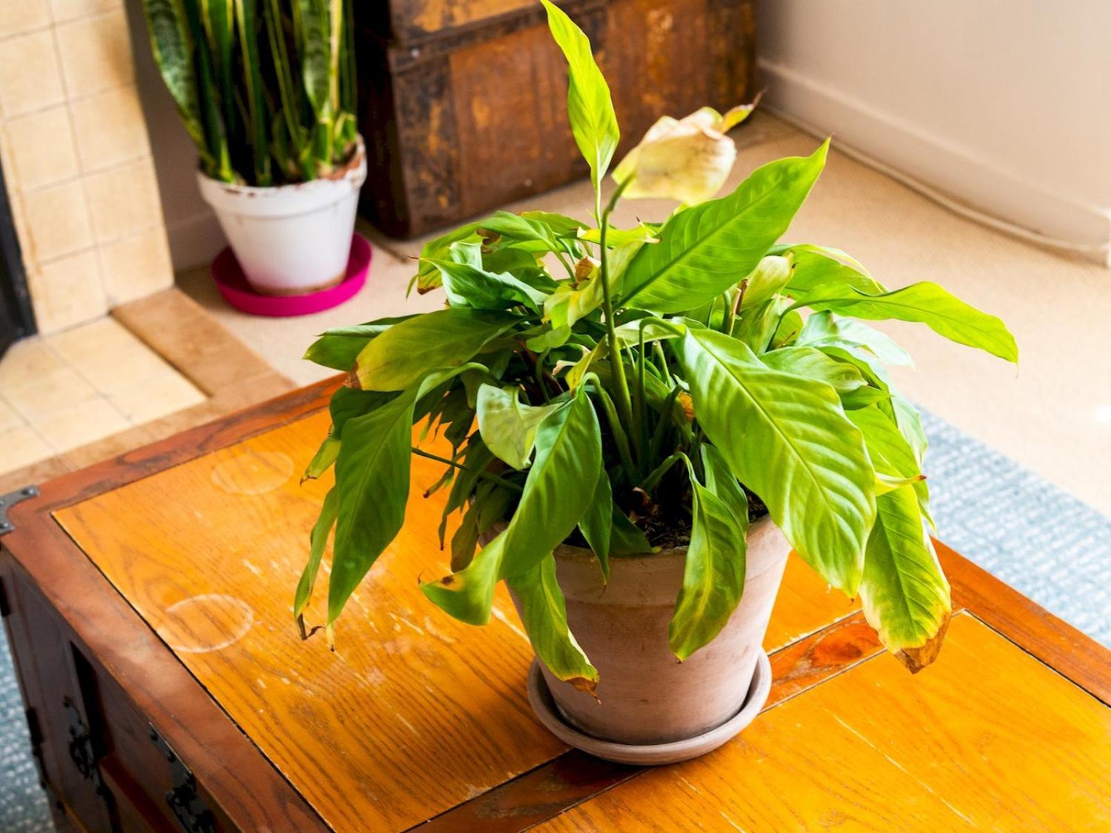 Pass The Keys Cozy 4-bed With Garden In Trendy Stoke Newington Londres