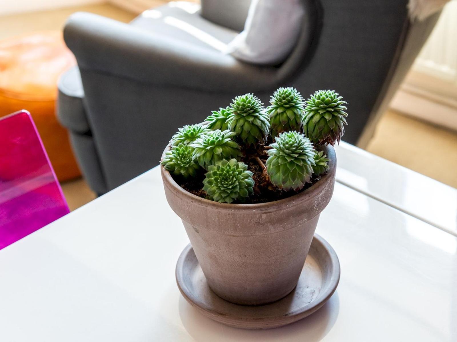 Pass The Keys Cozy 4-bed With Garden In Trendy Stoke Newington *