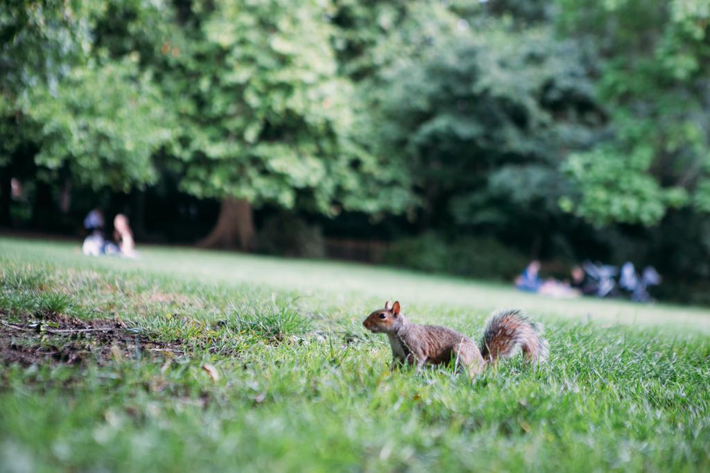 Safestay Kensington Holland Park (adults Only) Auberge de jeunesse
