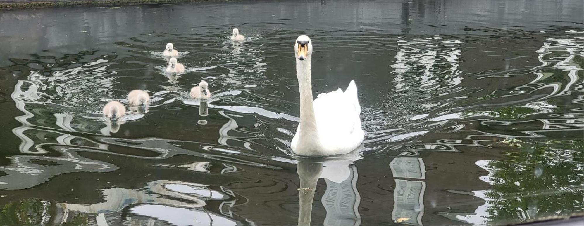 Comfy Canal Boat In Little Venice For Family & Friends Bateau-hôtel Londres